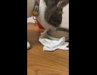 Cat eats wet food in blue bowl 