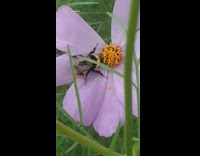 Bumblebee rest on light purple flower grass