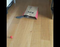 Grey cat runs inside KFC paper bag 