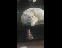 White cat wears blush 