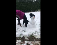 Collab BitchIG2 - Black dog eats carrot off snowmans face