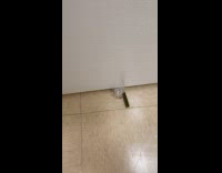 Dog grab dental stick under the door