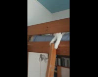 Pet cat plays on top of the double deck bed