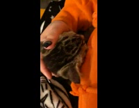 Three cats one cat cuddles pizza box 