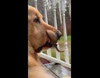 Collab Clips MPUGC - Dog holding a stick on mouth 