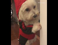 sad white dog standing in red jacket