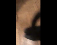 Cat loves tuna follows filmer for food
