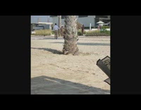 Woman black bikini lean on tree beach