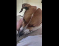 Girl pets dog paw on hand bed