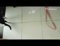 girl and kitten play with red ribbon 