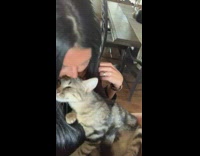 Affectionate cat kisses black shirt girl cuddles 