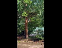 Two parrots casually playing in the tree