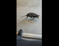 Guy approached by possum says hello and bye