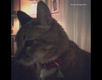 grey cat meowing when owner says cookie