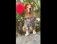 Golden retriever dog pennywise clown halloween costume 