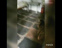 Brown dog happy to see owner again