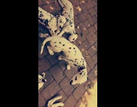 A bunch of Dalmatians laying on brick floor outside 