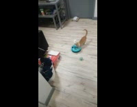 Orange cat push ball each side toy