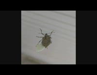 Stink bug lay eggs on balcony window