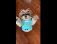 Collab ClipsIG - Shih Tzu dog dancing tinguiristingui 