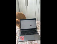 (3RD PARTY CONTENT) Cat Tries to Catch Bug On Screen 