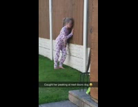 Little girl looks through wood fence dog