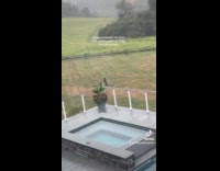 Man pool cleaner plays with the dogs