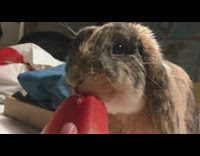 Person feed watermelon to  rabbit bite asmr