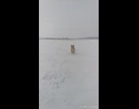 MUSIC Slowmo Brown Dog Runs Through Snow Field Catches Snow Ball