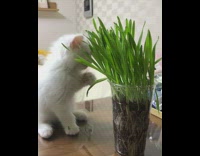 Kitten bites and eats green plant leaves 