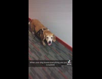 Tired brown dog looks at owner in hallway 
