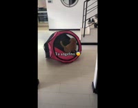 Dog turns playpen sideways like hamster wheel 