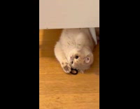Cat plays hair tie lays down floor
