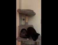Two cats fit inside the cat tree