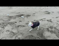 Pet dog with a jacket roll over the beach sand