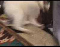 Collab DailyDoseOfInternet - Cat white pet growl scratch scared toy fall