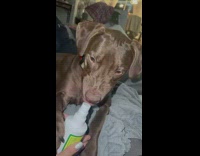 Brown dog smells bitter apple bottle shows teeth 