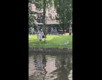 Guy follows grey white bird around park