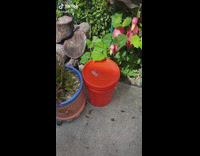 Green frog swimming inside of red bucket 