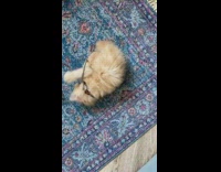 Small brown kitten tangled in grey cord 