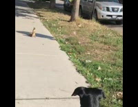 Black Dog Has Sidewalk Staredown With Squirrel