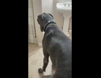 Large dog sits on lap girl toilet 