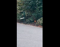 Squirrel jumps over fence with pizza in mouth