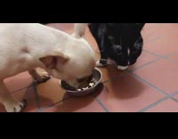 Collab Kale Salad IG - Dog hogs food in bowl