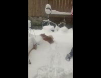 Brown dog sees snow goes back inside 
