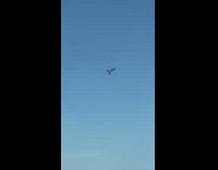 Cockroach floating on napkin 