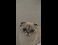 Cat with flat round face looks around 