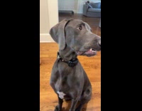 Dog confused hearing sound effects