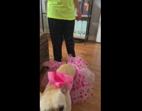 Dog in skirt and bow trick treat