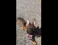 Brown puppy dog upright ears runs guy 